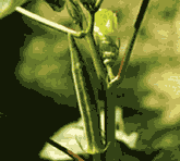 okra1.gif