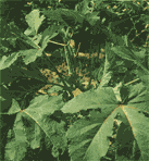 okra3.gif